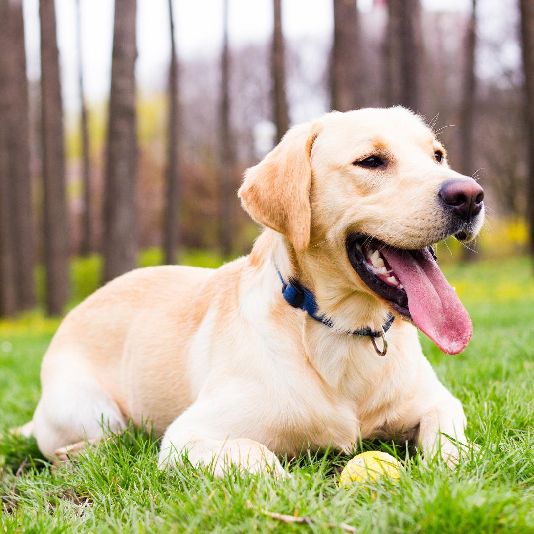 Hund läuft über Wiese